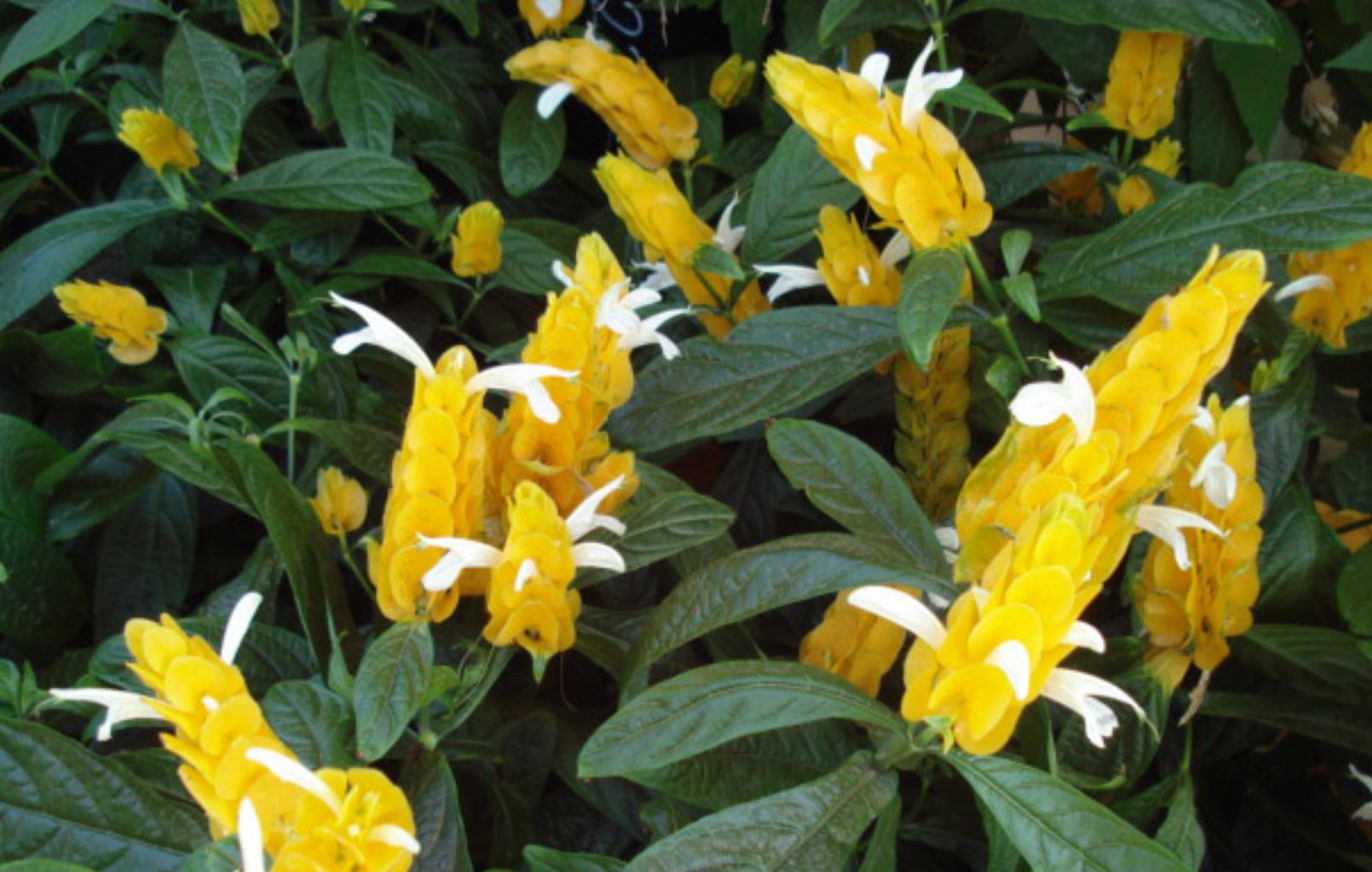 &Yacute; nghĩa phong thủy của c&acirc;y Rồng Nhả Ngọc